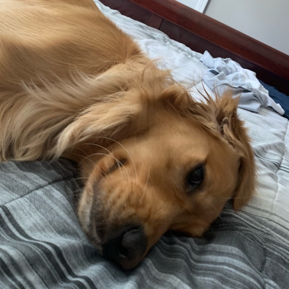 Meet your Posher, Cayden - Picture 1 of 1